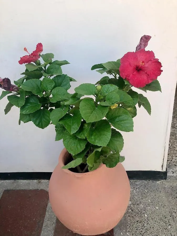Gasthuis Casa Hospedaje Villaluz- A 5 Minutos De La Playa Santa Marta  Colombia